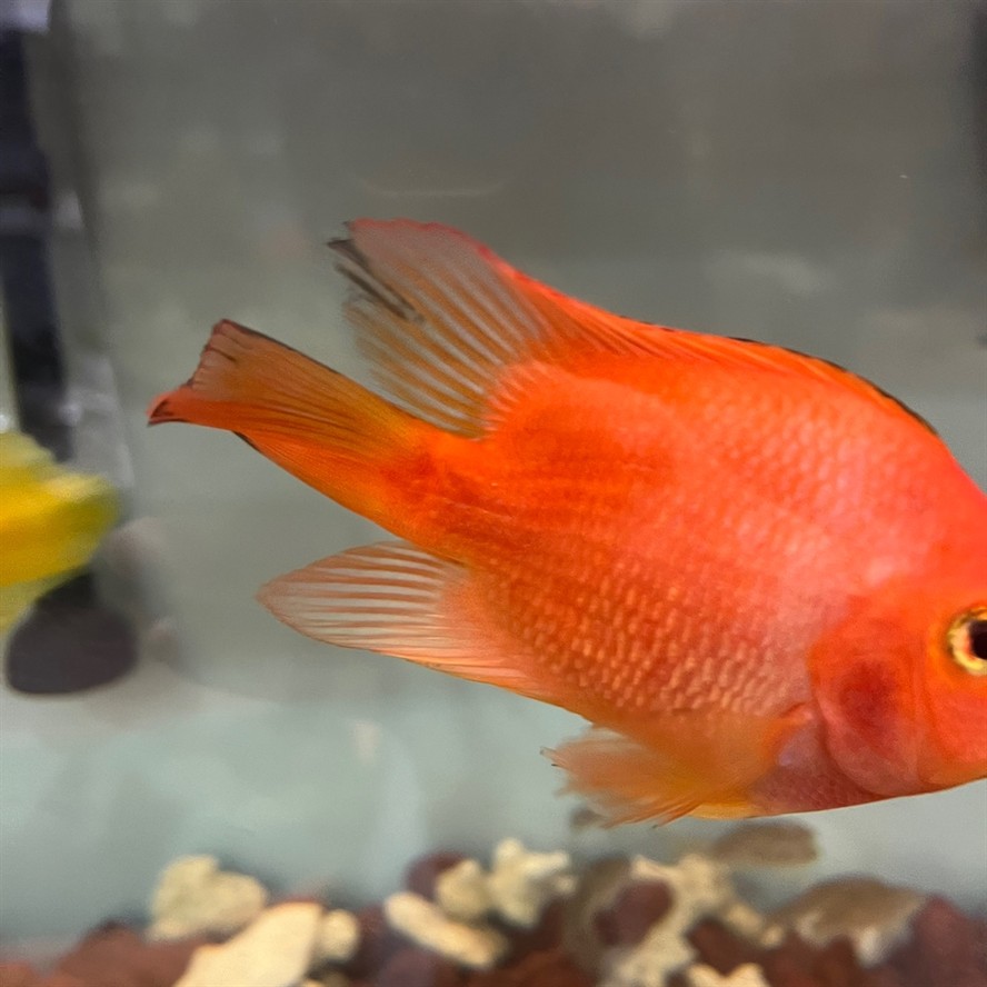 魚身發(fā)黑