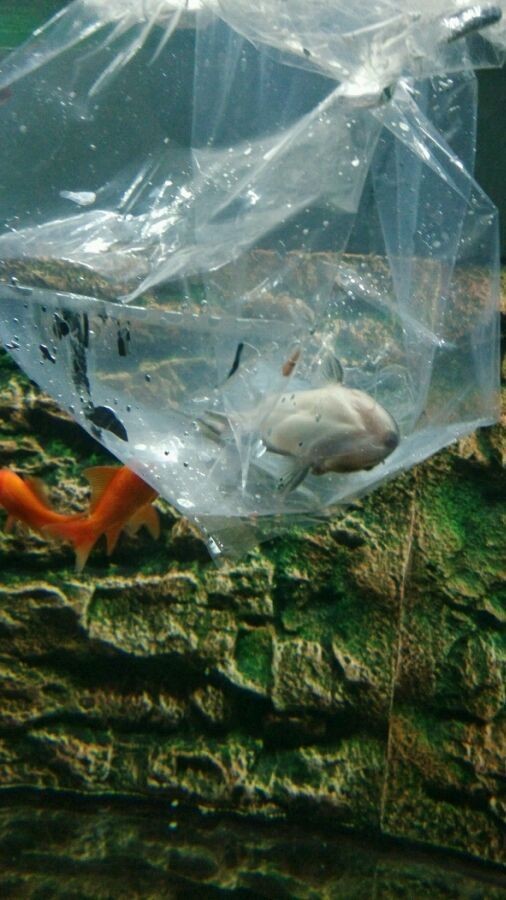 請(qǐng)問大佬這是什么生物？