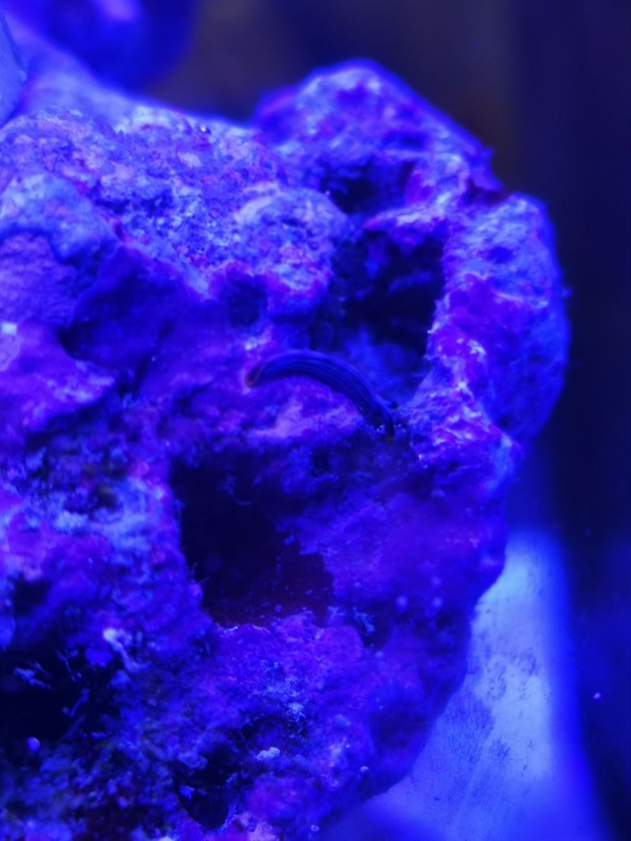 請(qǐng)問大佬這是什么生物？