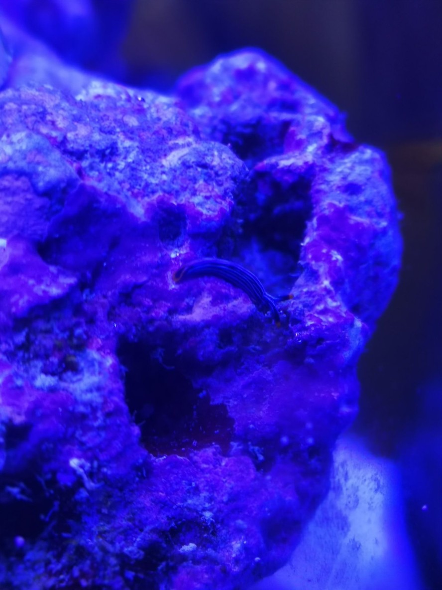 請(qǐng)問大佬這是什么生物？