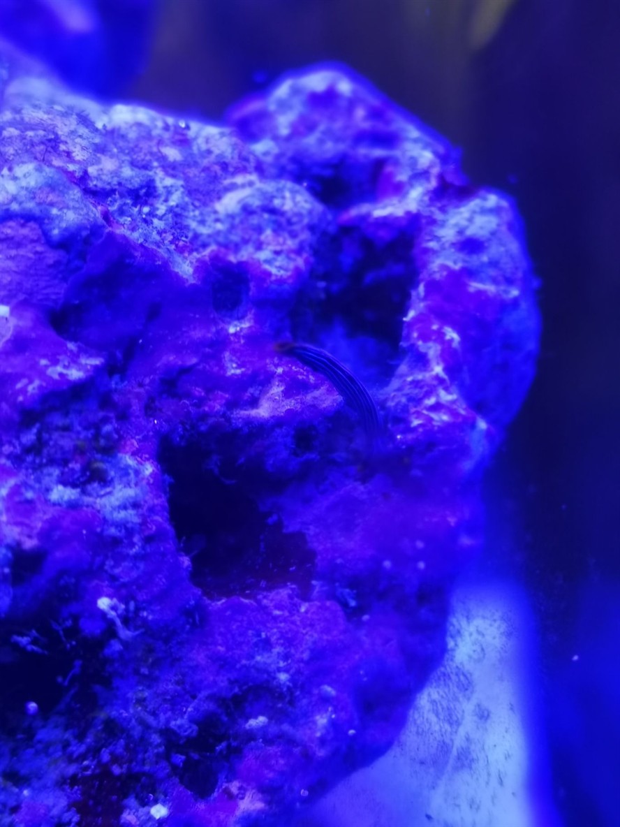請(qǐng)問大佬這是什么生物？