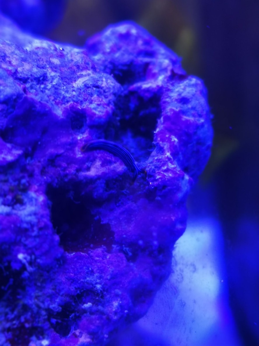 請(qǐng)問大佬這是什么生物？