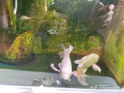 1.5米魚缸養幾條蝴蝶鯉適合：1.5米長的魚缸可以養10-15條蝴蝶鯉，養魚數量需要考慮多個因素