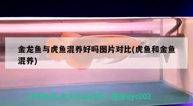 金龍魚與虎魚混養(yǎng)好嗎圖片對(duì)比(虎魚和金魚混養(yǎng))