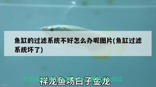 魚缸的過濾系統不好怎么辦呢圖片(魚缸過濾系統壞了) 魚缸的過濾系統不好怎么辦呢圖片(魚缸過濾系統壞了) 魟魚百科