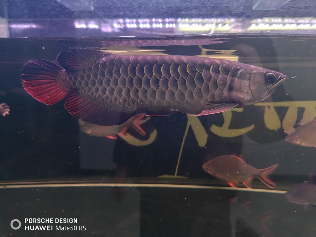 龍魚撞缸