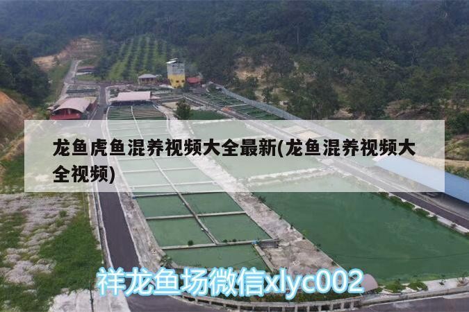 龍魚虎魚混養視頻大全最新(龍魚混養視頻大全視頻) 龍魚虎魚混養視頻大全最新(龍魚混養視頻大全視頻) 虎魚百科