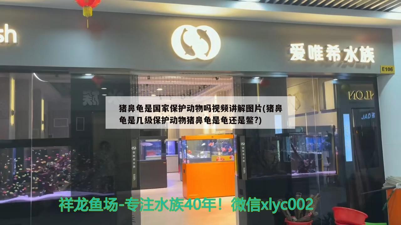 豬鼻龜是國家保護動物嗎視頻講解圖片(豬鼻龜是幾級保護動物豬鼻龜是龜還是鱉?)