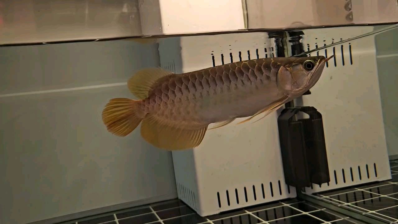 白魚缸適合養什么魚好呢