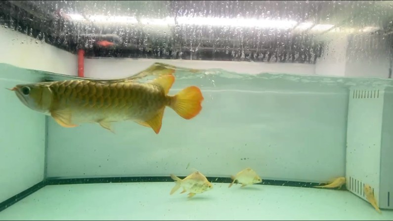 狀態回來了