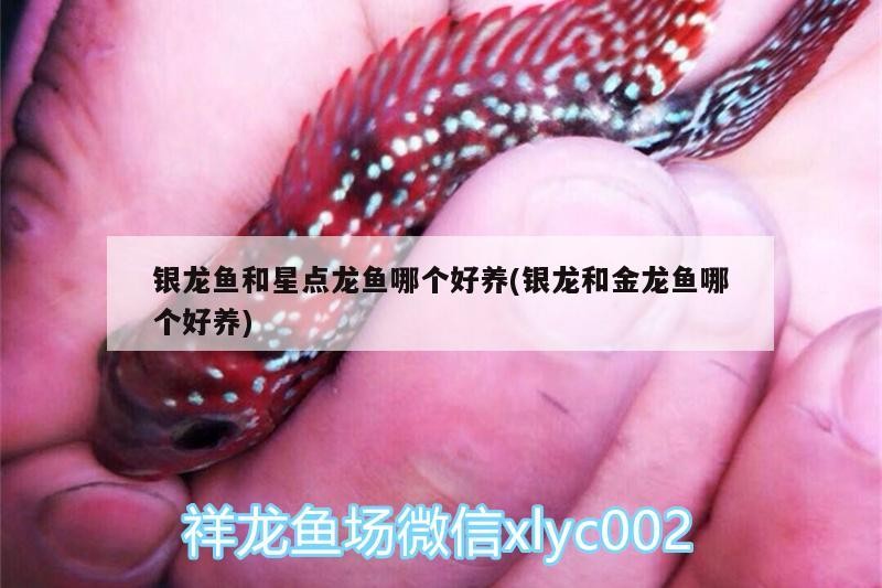 銀龍魚和星點龍魚哪個好養(銀龍和金龍魚哪個好養)