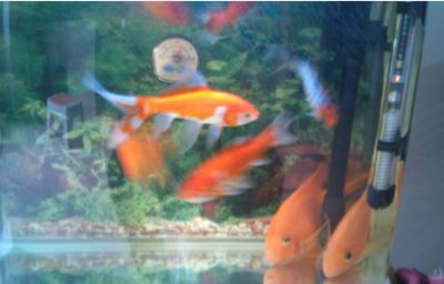 把7條同樣的金魚分別放在3個同樣的魚缸里：7條金魚放入3個魚缸中