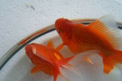把7條同樣的金魚分別放在3個同樣的魚缸里：7條金魚放入3個魚缸中