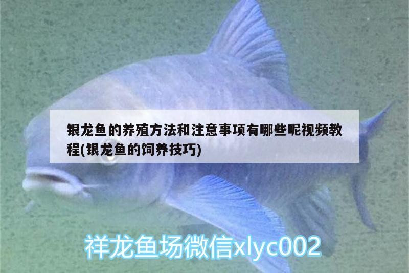 銀龍魚的養殖方法和注意事項有哪些呢視頻教程(銀龍魚的飼養技巧)