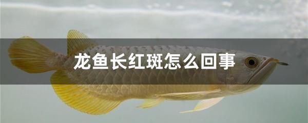 龍魚身上有紅斑怎么辦：龍魚紅斑病的自然治療方法