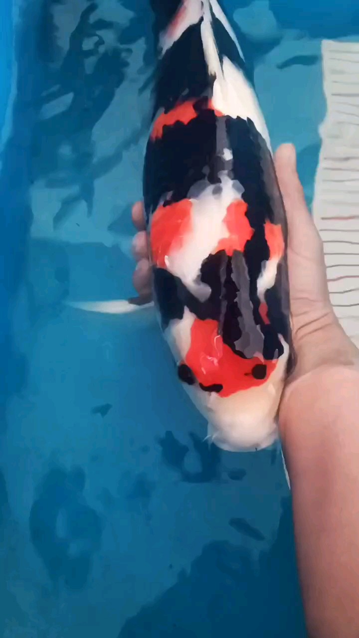 依佐昭和