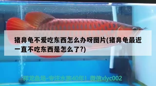 豬鼻龜不愛吃東西怎么辦呀圖片(豬鼻龜最近一直不吃東西是怎么了?)