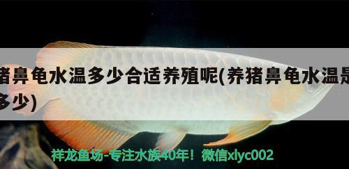 豬鼻龜水溫多少合適養殖呢(養豬鼻龜水溫是多少)