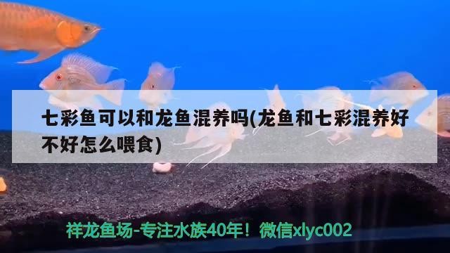 七彩魚可以和龍魚混養嗎(龍魚和七彩混養好不好怎么喂食)