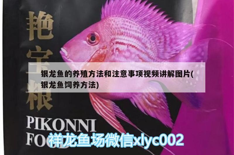 魚缸 銀龍魚的養殖方法和注意事項視頻講解圖片(銀龍魚飼養方法) 銀龍魚百科 銀龍魚的養殖方法和注意事項視頻講解圖片(銀龍魚飼養方法) 銀龍魚的養殖方法和注意事項視頻講解圖片(銀龍魚飼養方法) 銀龍魚百科