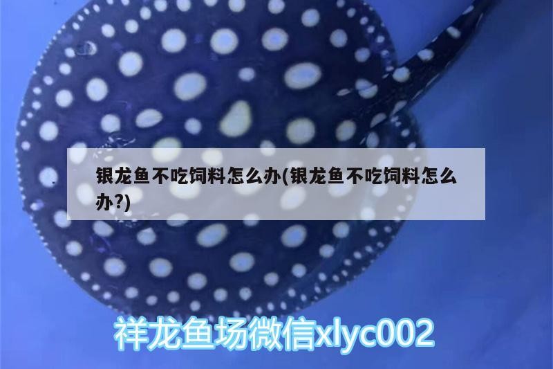 銀龍魚不吃飼料怎么辦(銀龍魚不吃飼料怎么辦?)