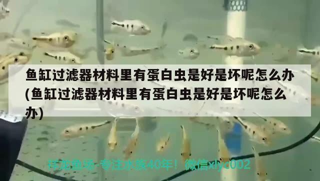魚缸過濾器材料里有蛋白蟲是好是壞呢怎么辦(魚缸過濾器材料里有蛋白蟲是好是壞呢怎么辦)