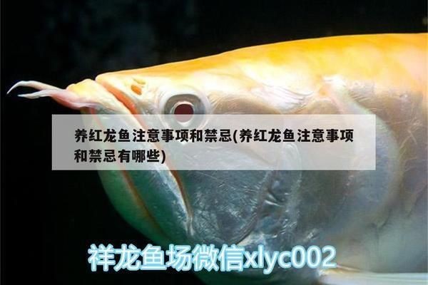 養紅龍魚注意事項和細節：養紅龍魚需要關注多個細節以確保它們健康生長