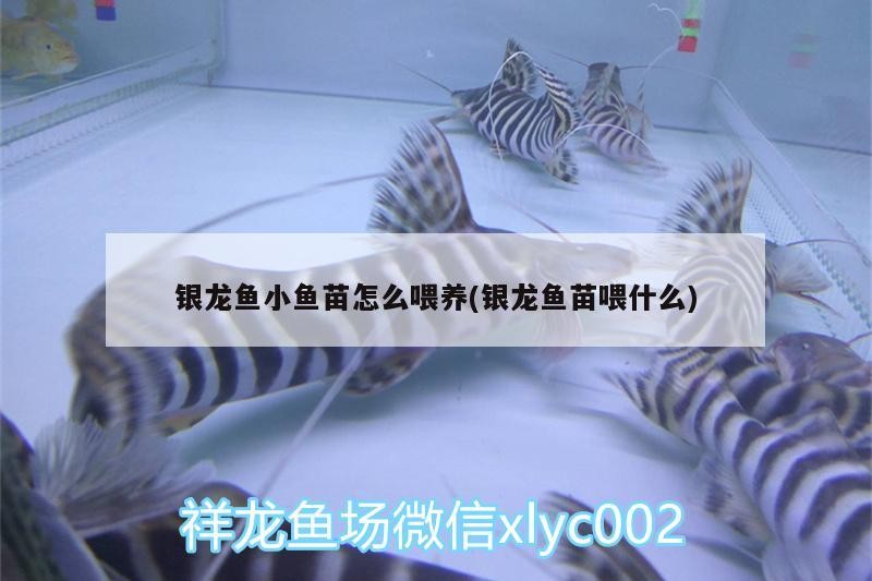銀龍魚小魚苗怎么喂養(銀龍魚苗喂什么)