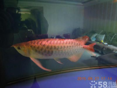 太原個人轉讓紅龍魚市場在哪：太原個人轉讓紅龍魚市場在哪詳情