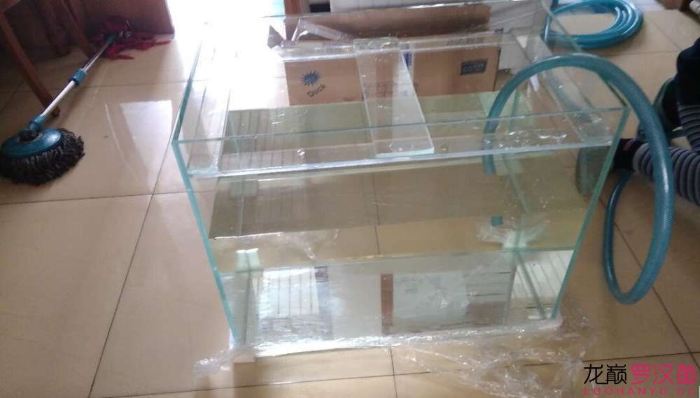 墨儒羅漢小魚缸我是這樣養羅漢的