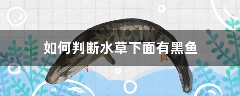 如何判斷水草下面有黑魚