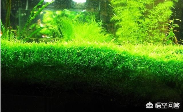大魚缸水草選擇哪種好呢