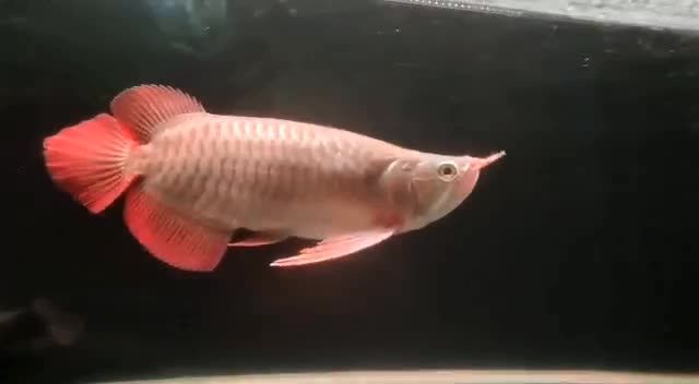 許昌紅龍魚價格2688貴嗎？