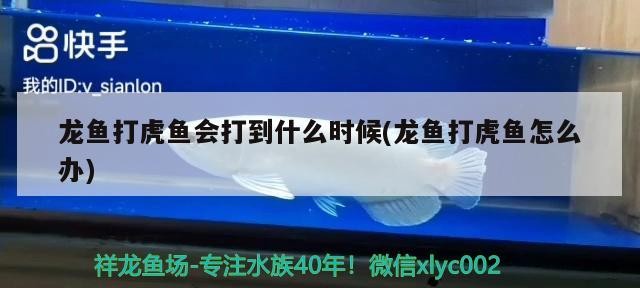 魚缸 龍魚打虎魚會打到什么時候(龍魚打虎魚怎么辦) 虎魚百科 龍魚打虎魚會打到什么時候(龍魚打虎魚怎么辦) 龍魚打虎魚會打到什么時候(龍魚打虎魚怎么辦) 虎魚百科