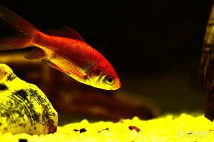 對魚缸里的魚的描寫：水族館設計指南