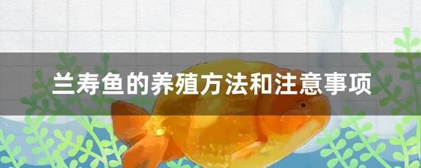 大魚缸怎么養水需要多久：養魚先養水，大魚缸養水時間取決于魚缸大小和水質的要求