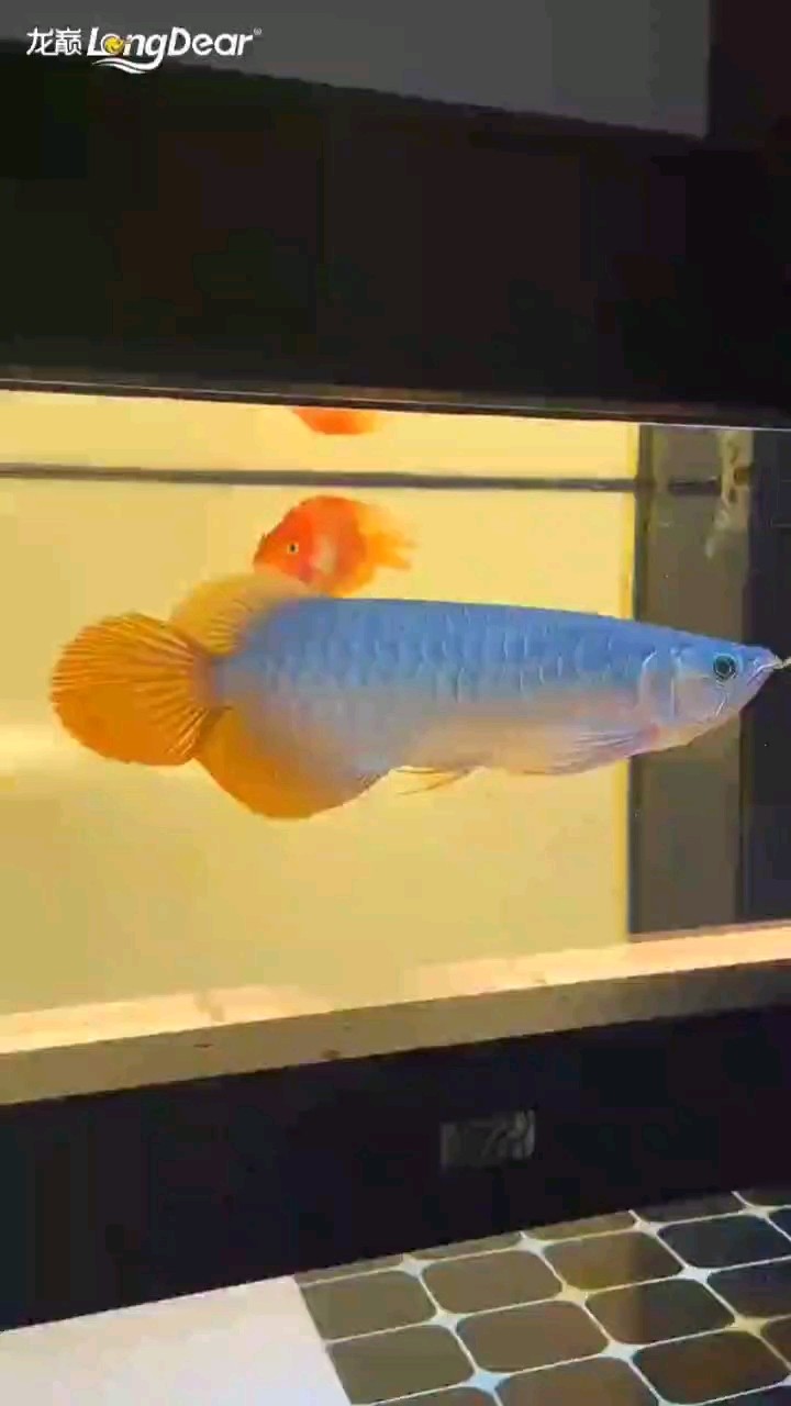 轉發239