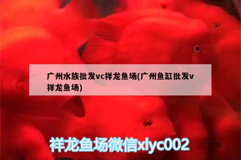廣州水族批發vc祥龍魚場(廣州魚缸批發v祥龍魚場)
