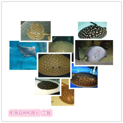福魟魟魚飼料保存方法介紹，福[需手動填充][需手動填充]魚飼料保存方法