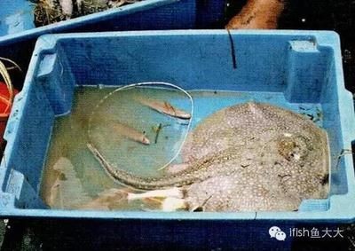 福魟魟魚飼料保存方法介紹，福[需手動填充][需手動填充]魚飼料保存方法