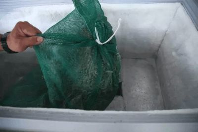 福魟魟魚飼料保存方法介紹，福[需手動填充][需手動填充]魚飼料保存方法