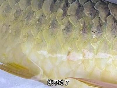 紅龍魚趴缸在水底不動怎么回事：紅龍魚趴缸在水底不動可能是由多種因素引起的
