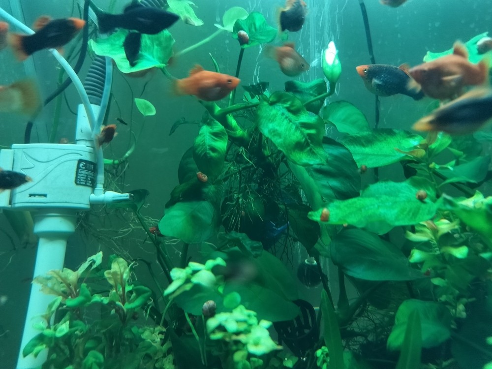 養魚的感覺挺好