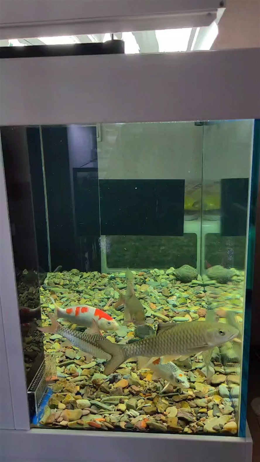 猛魚