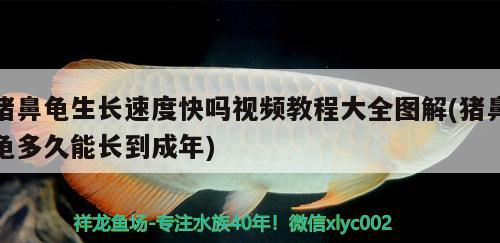 豬鼻龜生長速度快嗎視頻教程大全圖解(豬鼻龜多久能長到成年) 豬鼻龜生長速度快嗎視頻教程大全圖解(豬鼻龜多久能長到成年) 豬鼻龜百科
