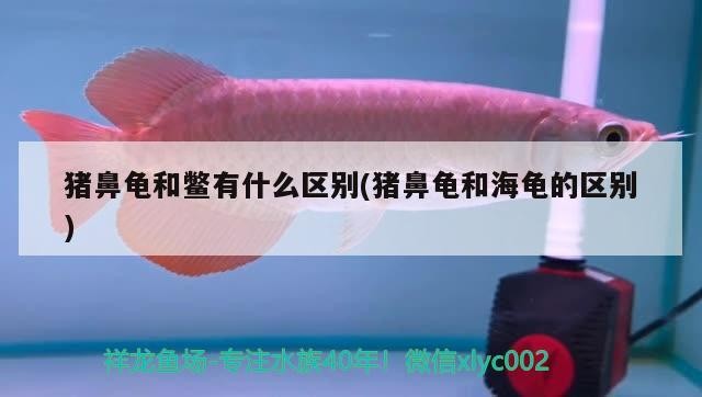 豬鼻龜和鱉有什么區(qū)別(豬鼻龜和海龜?shù)膮^(qū)別)