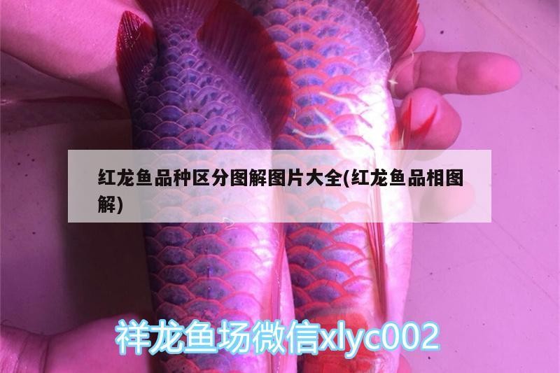 煙臺魚缸定制廠家電話號碼（煙臺魚具廠）