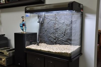 大號魚缸轉讓出售：♂大號魚缸轉讓出售信息僅供參考 大號魚缸轉讓出售：♂大號魚缸轉讓出售信息僅供參考 魚缸百科 第4張