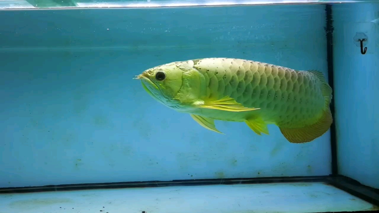 金甲戰(zhàn)神 金甲戰(zhàn)神 龍魚論壇