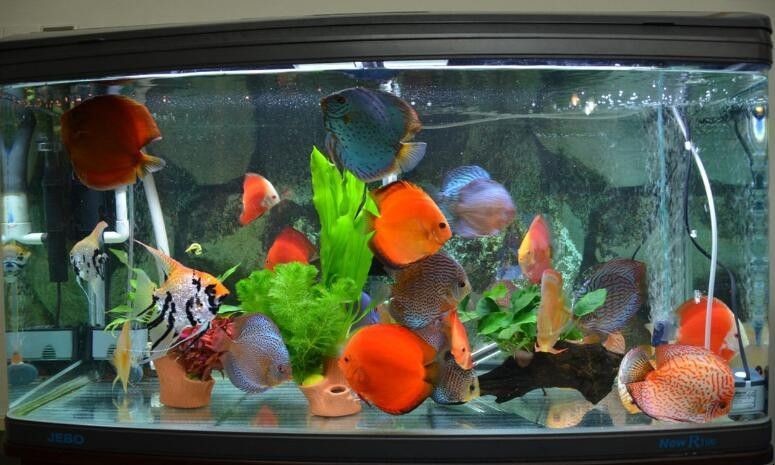 大型魚缸怎么清洗換水視頻